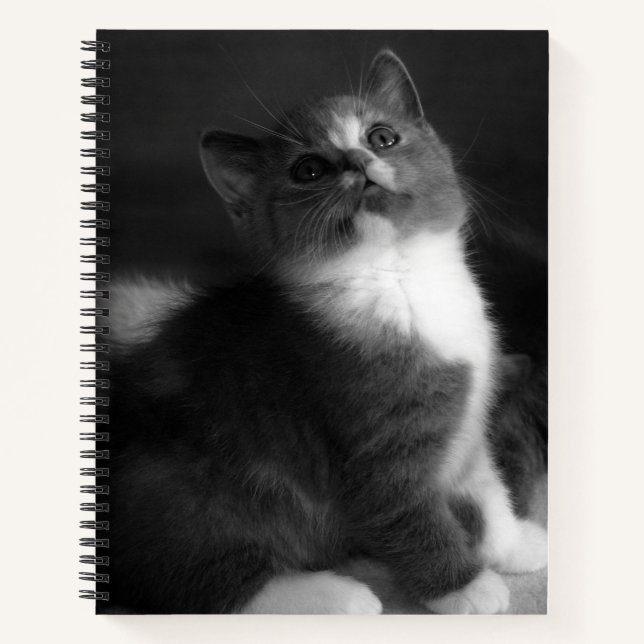 Carnet Cute Kitten Portrait noir et blanc Photographie (Devant)