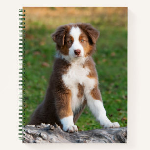 Carnet Cute Red Tri Australian Shepherd Chien Chien Puppy
