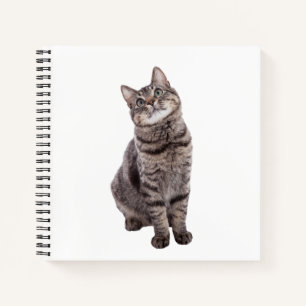 Carnet Cute tabby Chat