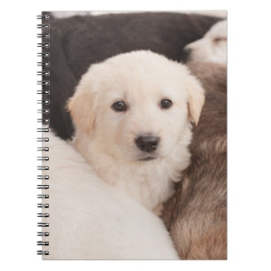 Carnet Cutest Baby Animals   A Cute Pile of Puppies