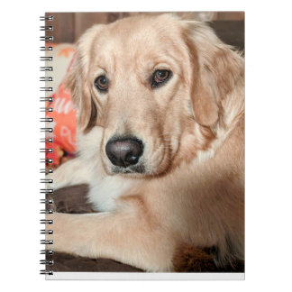 Carnet Cutie