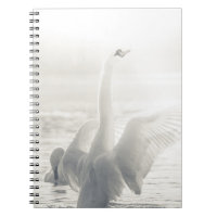 Cygne blanc