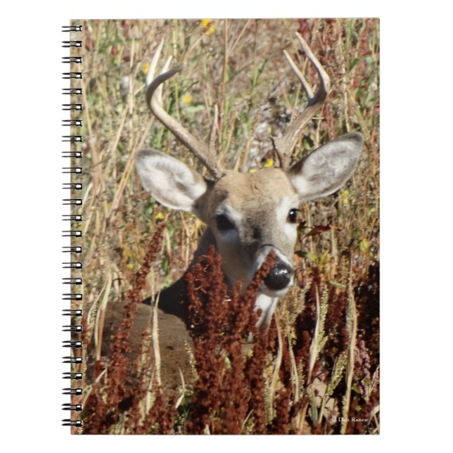 Carnet D31 Cerf à queue blanche dans les mauvaises herbes (Devant)