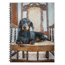 Dachshund Cute