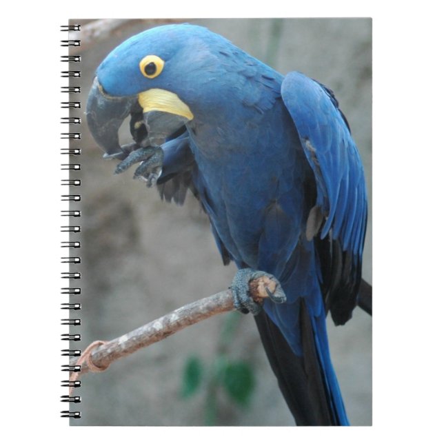 Carnet d'ara de jacinthe (Devant)