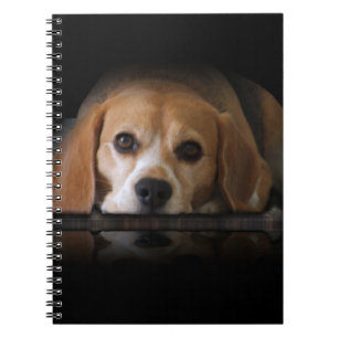 Carnet de beagle