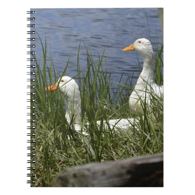 Carnet de canard (Devant)