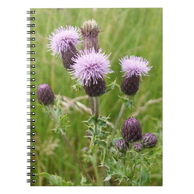Carnet de chardon pourpre (Devant)