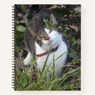 Carnet de chat blanc gris mou