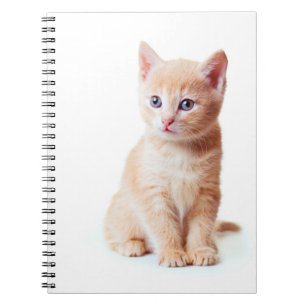 Carnet de chaton