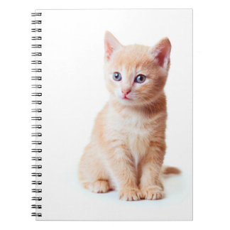 Carnet de chaton