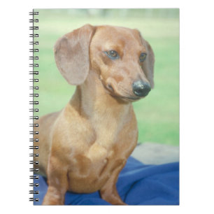Carnet de chien de teckel