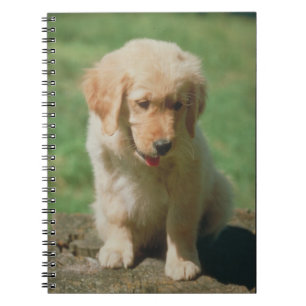 Carnet de chiot de golden retriever