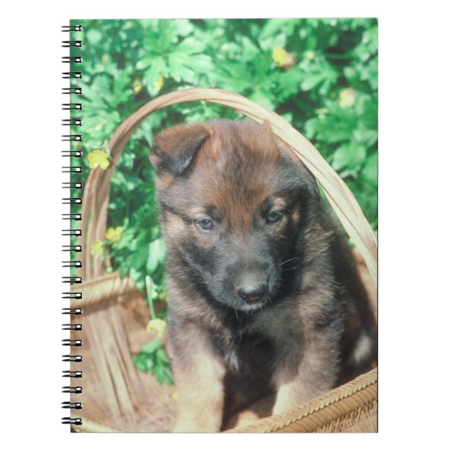 Carnet de chiot de Malinois de Belge (Devant)