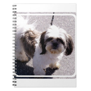 Carnet de chiot de Tsu de Shih