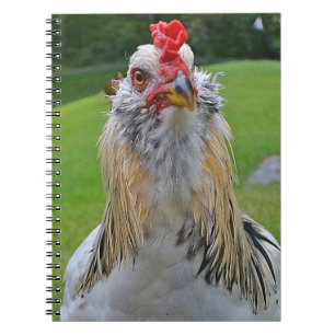 Carnet de coq
