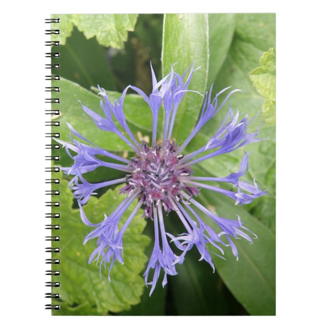 Carnet de Cornflower bleu (Devant)