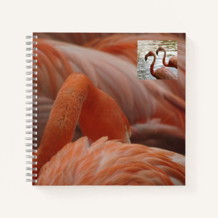 Carnet de Flamant rose