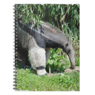 Carnet de fourmilier géant
