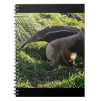 Carnet de fourmilier géant