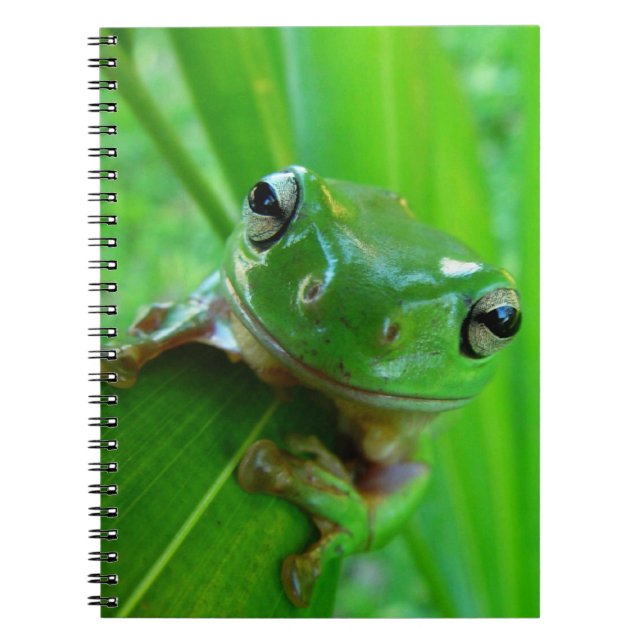 Carnet de grenouille à arbre vert (Devant)