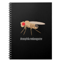 Carnet de laboratoire de drosophile