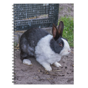 Carnet de lapin