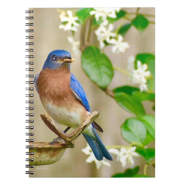Carnet de l'Est Bluebird spirale cadeau journal (Devant)