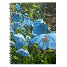 Carnet de l'Himalaya de page du pavot bleu 80
