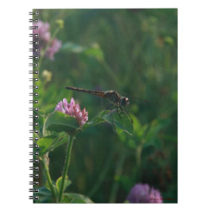 Carnet de libellules