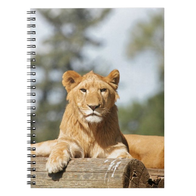 Carnet de lion féminin (Devant)
