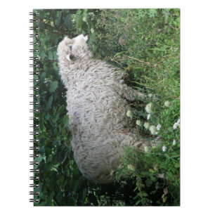 Carnet de manger des moutons gourmands