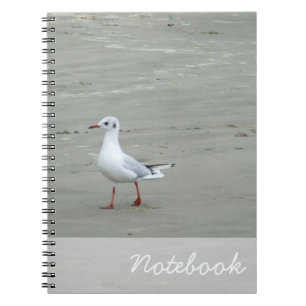 Carnet de mouettes