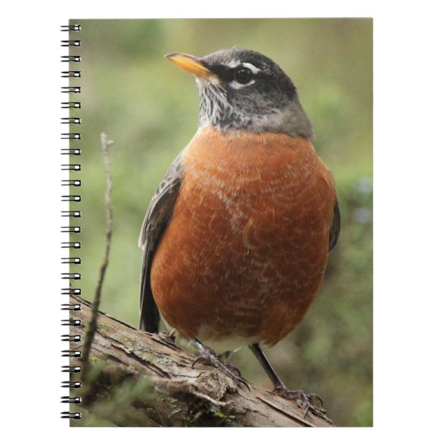 Carnet de notes à spirale de sein rouge de Robin (Devant)