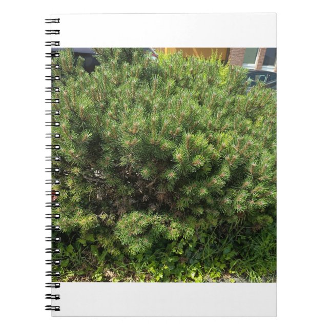 Carnet de notes sur le pin vert dans la nature (Devant)