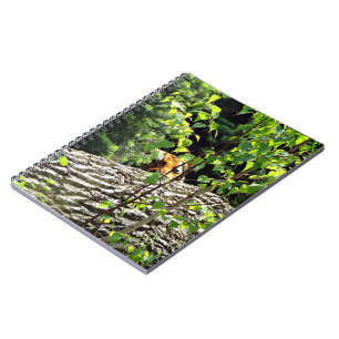 Carnet de notes Tigre Peek-a-boo