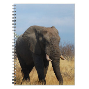 Carnet de pachyderme