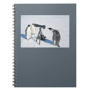 Carnet de paparazzi de pingouin