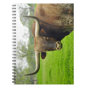 Carnet de photographie de vache à Austin le Texas