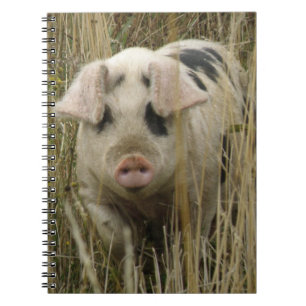 Carnet de porc mignon