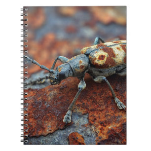 Carnet de rouille du scarabée tacheté