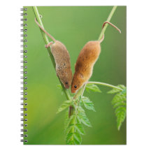 Carnet de souris de récolte