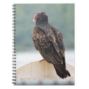 Carnet de vautour de Turquie