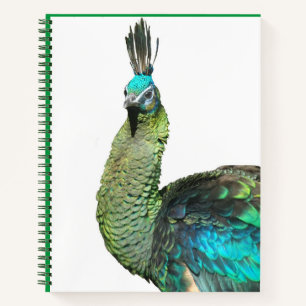 Carnet de visage de paon indonésien