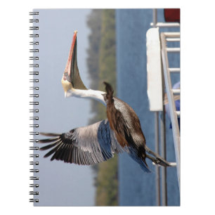 Carnet de vol Pélican