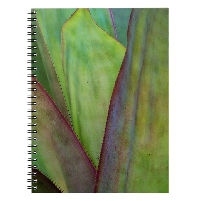 Carnet Détail du Plante Agave (Devant)
