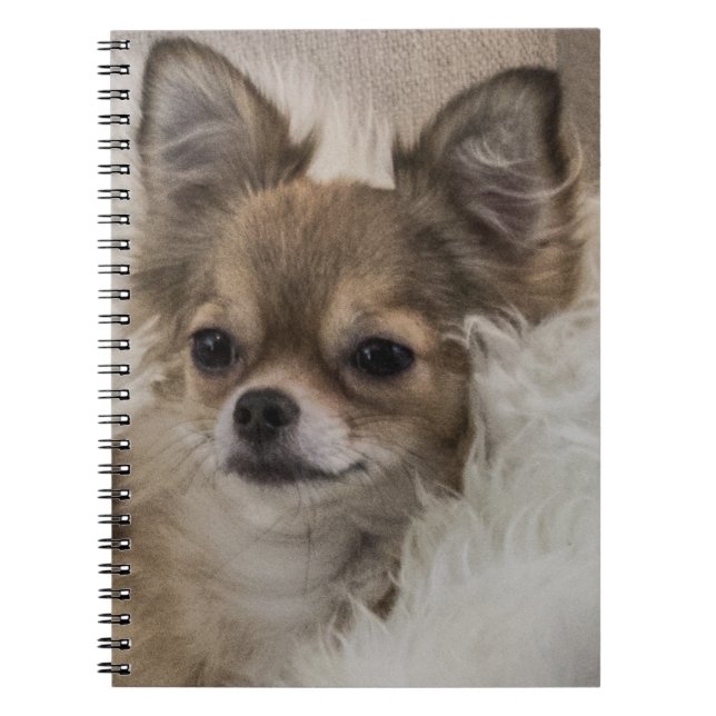 Carnet Détente du Chihuahua Spoilt (Devant)