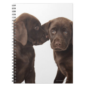 Carnet Deux chiots au chocolat Labrador Retriever