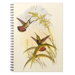Carnet Deux colibris colorés visant pour la même fleur