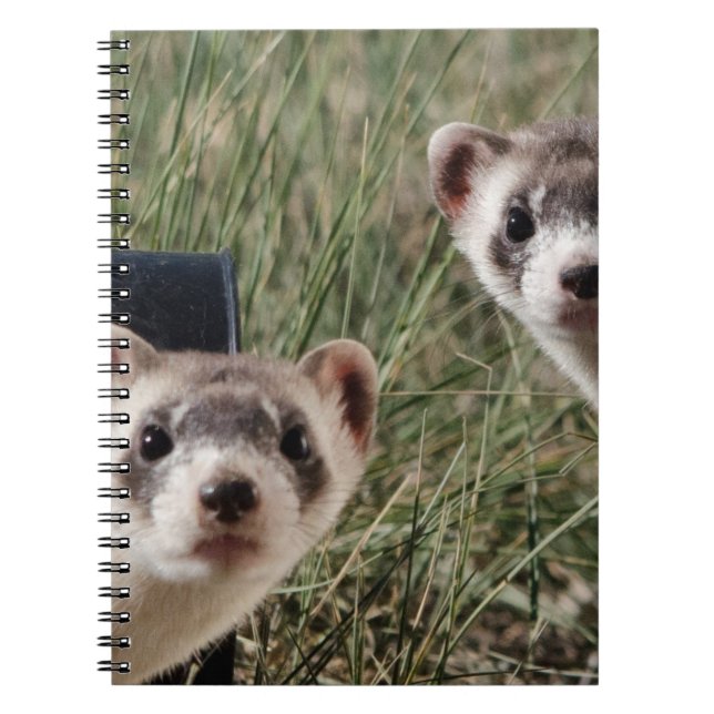Carnet Deux furets (Devant)